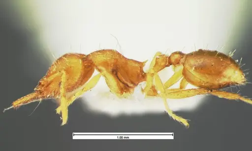 Strumigenys laevipleura specimen