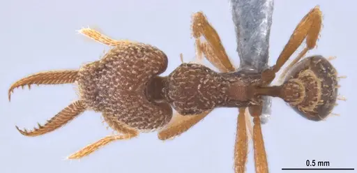 Strumigenys lalassa specimen