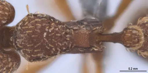 Strumigenys lalassa specimen