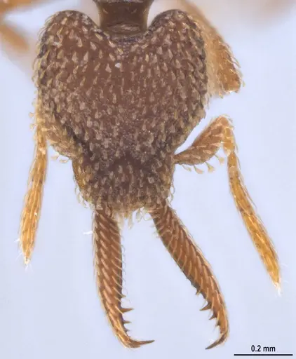 Strumigenys lalassa specimen