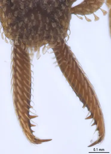 Strumigenys lalassa - ANTWEB1053273