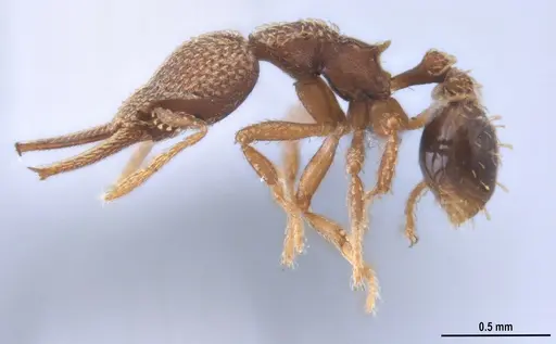 Strumigenys lalassa - ANTWEB1053273