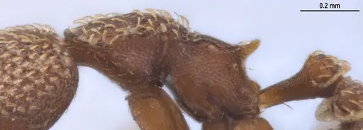 Strumigenys lalassa - ANTWEB1053273