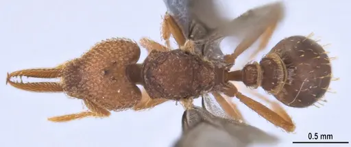 Strumigenys lalassa - ANTWEB1053274