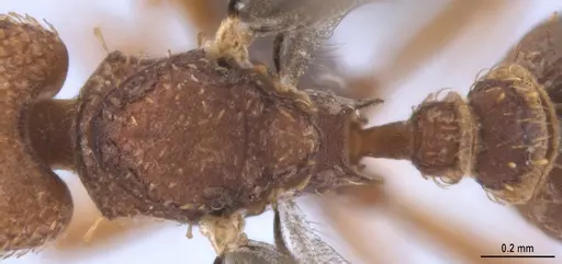 Strumigenys lalassa - ANTWEB1053274