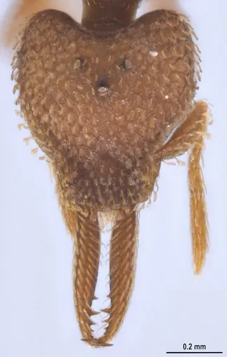 Strumigenys lalassa - ANTWEB1053274