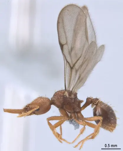 Strumigenys lalassa - ANTWEB1053274