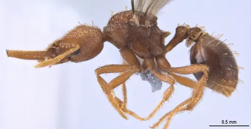 Strumigenys lalassa - ANTWEB1053274