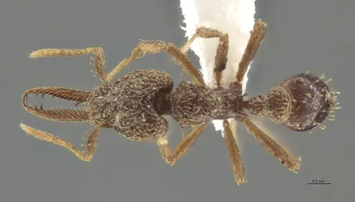 Strumigenys lalassa - CASENT0624163