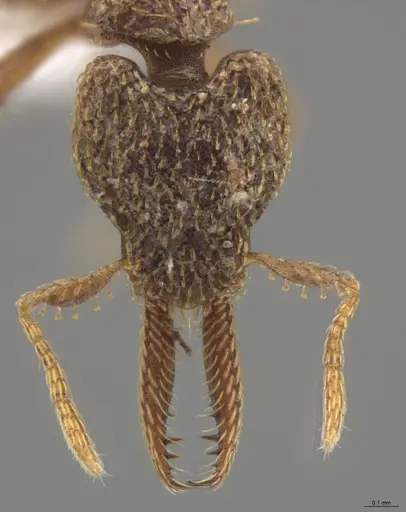 Strumigenys lalassa - CASENT0624163