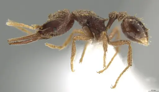 Strumigenys lalassa - CASENT0624163