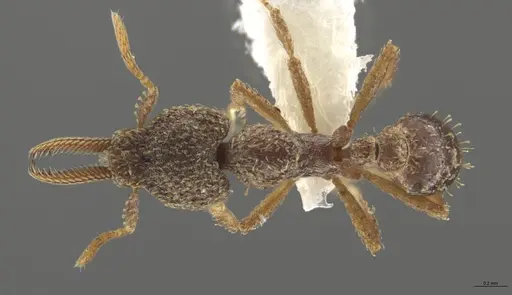 Strumigenys lalassa - CASENT0633059