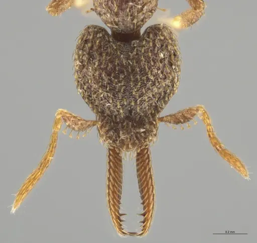 Strumigenys lalassa - CASENT0633059