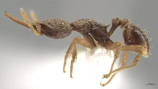 Strumigenys lalassa - CASENT0633059