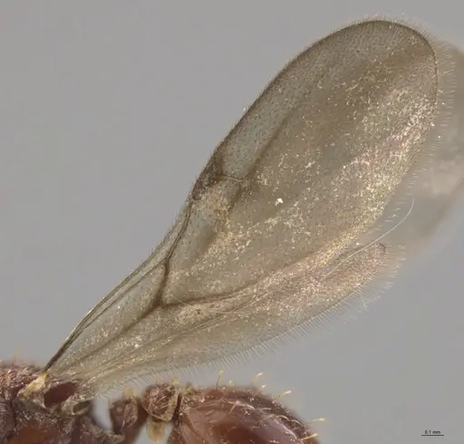 Strumigenys lalassa - CASENT0637864