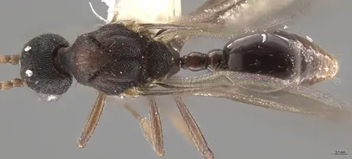 Strumigenys lalassa - CASENT0637865