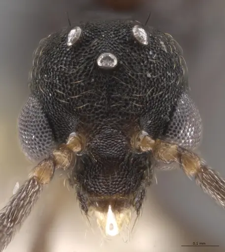 Strumigenys lalassa - CASENT0637865