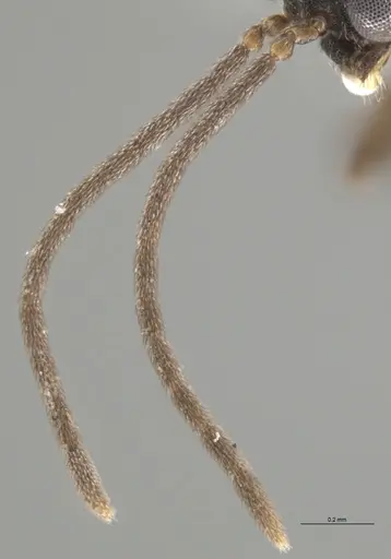 Strumigenys lalassa - CASENT0637865