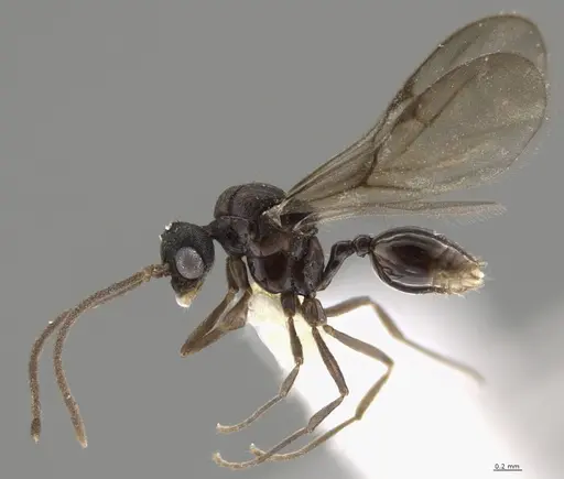 Strumigenys lalassa - CASENT0637865