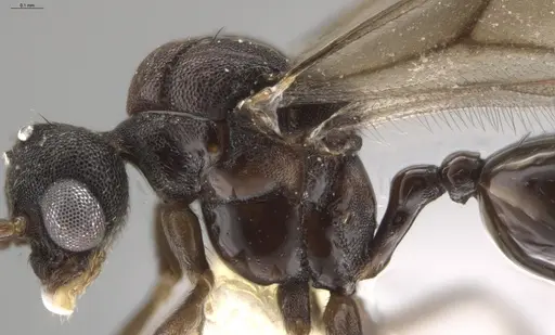 Strumigenys lalassa - CASENT0637865