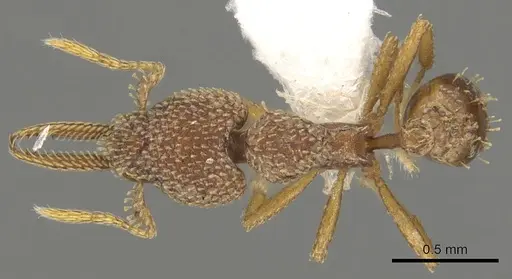 Strumigenys lalassa - CASENT0900179