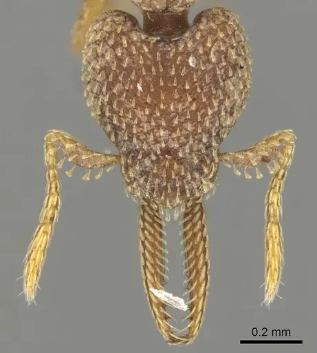 Strumigenys lalassa - CASENT0900179