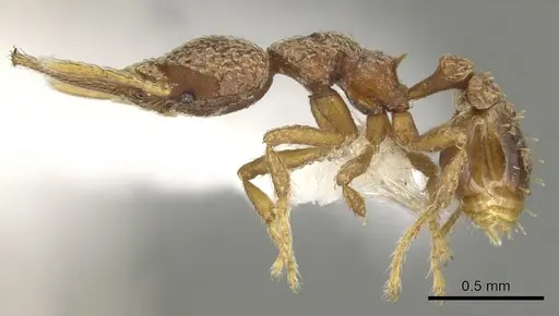 Strumigenys lalassa - CASENT0900179