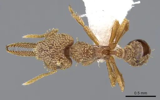 Strumigenys lalassa - CASENT0914597