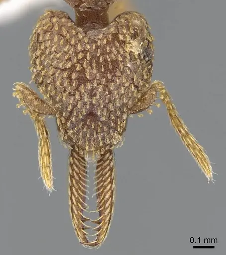 Strumigenys lalassa - CASENT0914597