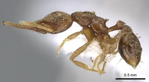 Strumigenys lalassa - CASENT0914597