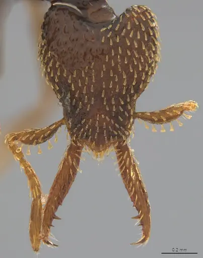 Strumigenys lalassa - CASENT4036157