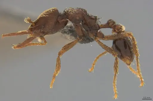 Strumigenys lalassa - CASENT4036157