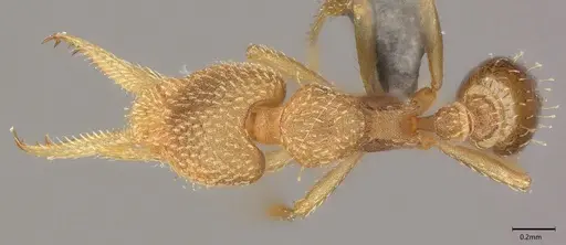 Strumigenys lalassa - CASENT4036158