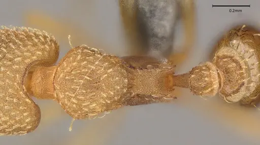 Strumigenys lalassa - CASENT4036158