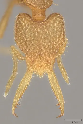 Strumigenys lalassa - CASENT4036158