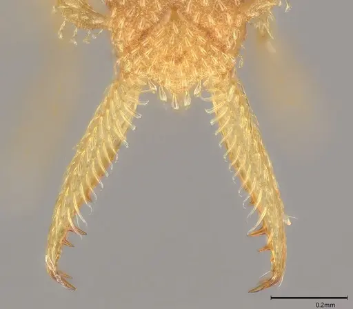 Strumigenys lalassa - CASENT4036158