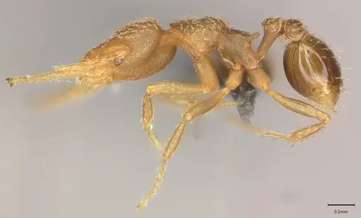 Strumigenys lalassa - CASENT4036158