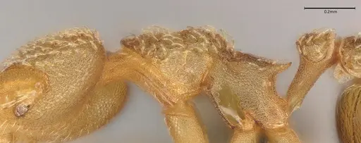 Strumigenys lalassa - CASENT4036158