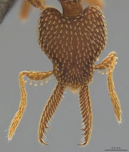 Strumigenys lalassa - CASENT4036227