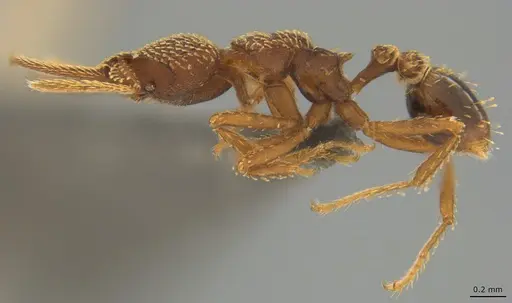 Strumigenys lalassa - CASENT4036227