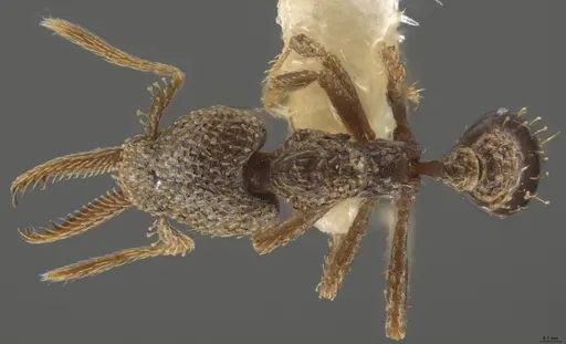 Strumigenys lalassa - INBIOCRI001283987