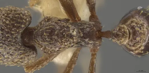 Strumigenys lalassa - INBIOCRI001283987