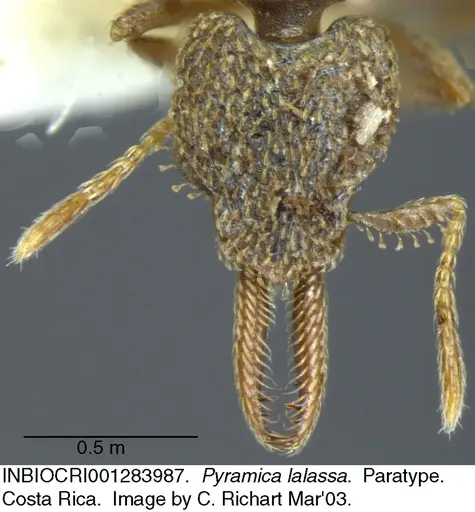 Strumigenys lalassa - INBIOCRI001283987