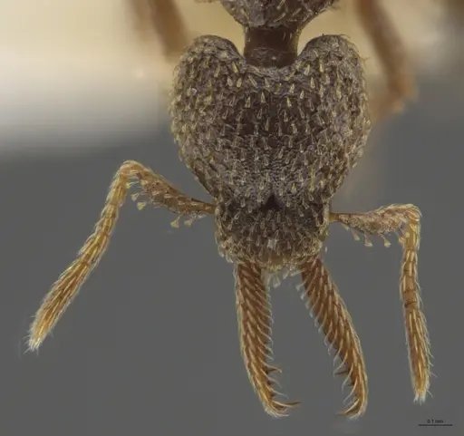 Strumigenys lalassa - INBIOCRI001283987