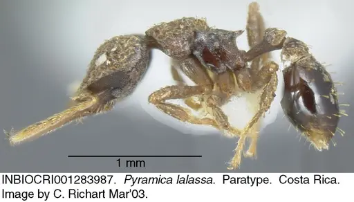 Strumigenys lalassa - INBIOCRI001283987