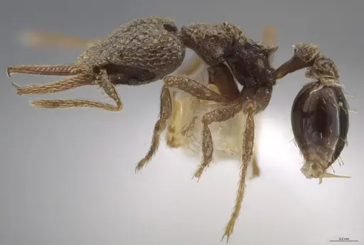 Strumigenys lalassa - INBIOCRI001283987