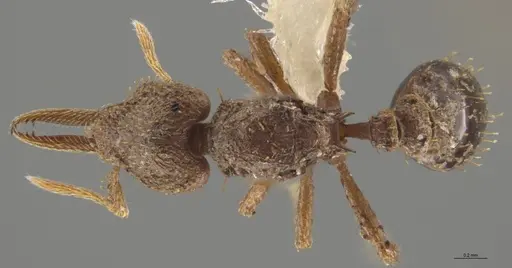 Strumigenys lalassa - JTLC000005347