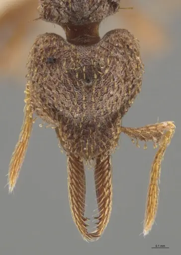 Strumigenys lalassa - JTLC000005347