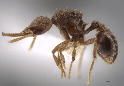 Strumigenys lalassa - JTLC000005347