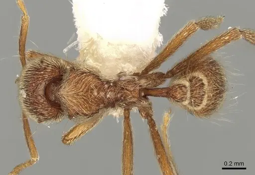 Strumigenys lamia specimen